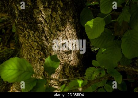 Green forest lizard, sitting on a tree. Wild lizard green. Stock Photo