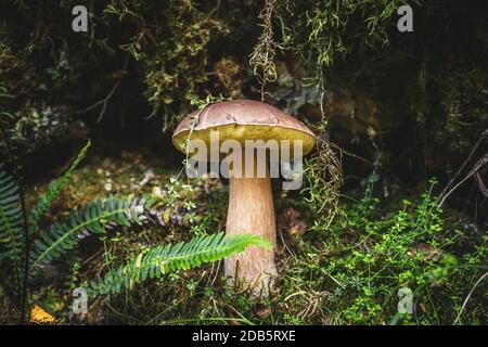 Fresh wild porcini mushroom in forest at autumn Stock Photo