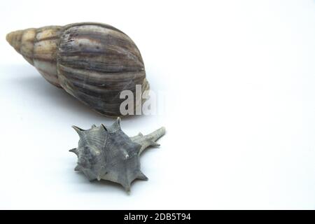 composition of sea shells isolated on white background Stock Photo