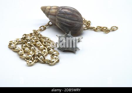 composition of sea shells isolated on white background Stock Photo