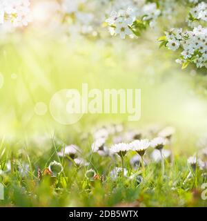 Lots of daisies on sunny spring meadow. Square close-up with short deep of focus and bright bokeh. Stock Photo