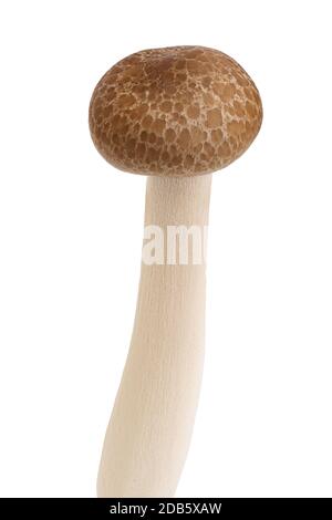 Brown beech mushrooms or Shimeji mushroom isolated on white background with clipping path and full depth of field. Stock Photo