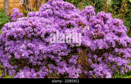 dwarf purple rhododendron - rhododendron impeditum Stock Photo