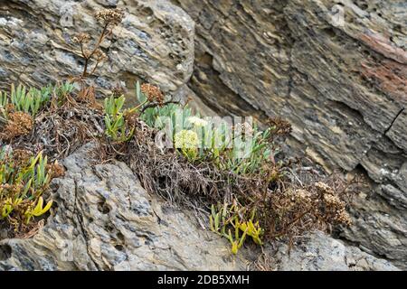 Rock samphire,edible wild plant,rock fennel,Crithmum maritimum at sea, Andalucia, Spain. Stock Photo