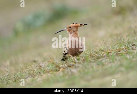 Hoopoe (Upupa epops ) foraging for insects on a grass meadow, Andalucia, Spain. Stock Photo