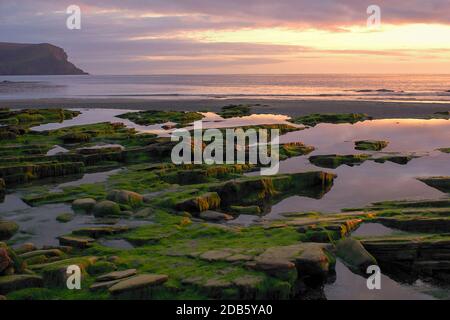 Sunset colors on Orkney coast during low tide with green seaweeds and pink reflections of sky in ocean Stock Photo