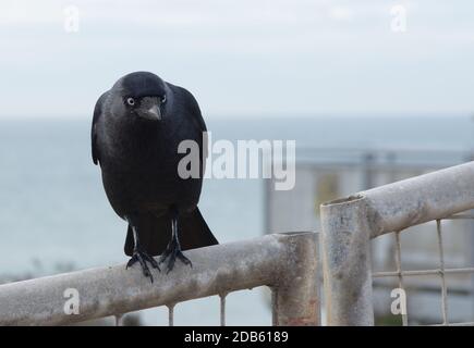 jackdaw sitting on metal fence Stock Photo