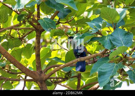 bird white-cheeked turaco (Tauraco leucotis) is a species of bird in the family Musophagidae. Wondo Genet, Ethiopia Africa safari wildlife Stock Photo