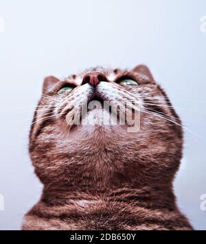 Portrait of mackerel tabby cat with a red nose and white chin looking upwards on a white background. The cat dreams of a fly. Funny striped cat close Stock Photo