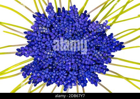 Blue grape hyacinths with green stems are jumbled, isolated on white Stock Photo