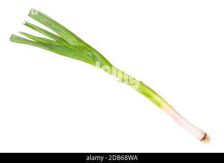 green young spring garlic isolated on white background Stock Photo