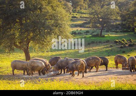 pigs in glassland at sunset, Extremadura, Spain Stock Photo