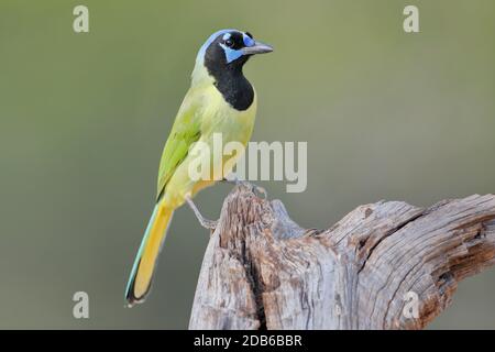 Green Jay (Cyanocorax luxuosus) perched, South Texas, USA Stock Photo