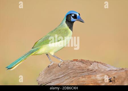 Green Jay (Cyanocorax luxuosus) perched, South Texas, USA Stock Photo