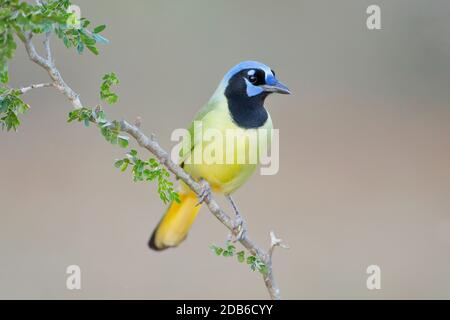 Green Jay (Cyanocorax luxuosus) perched, South Texas, USA Stock Photo