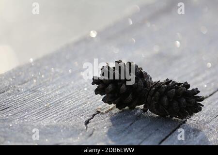 composition of natural forest decor on white background, autumn