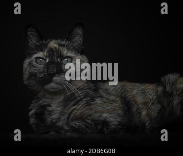 tortoiseshell cat studio portrait on black background Stock Photo