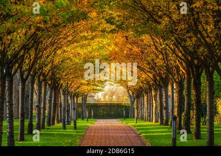 Sunny alley in the autumn park. Scenic walkway surrounded by rows of yellow trees illuminated by warm autumn sun. Selective focus on the alley center. Stock Photo