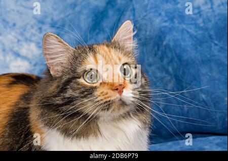 Die Sibirische Katze, auch Sibirer oder Sibirskaja Koschka genannt, ist eine halblanghaarige Katzenrasse, die ohne menschlichen Einfluss entstanden is Stock Photo