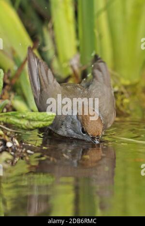 Blackcap (Sylvia atricapilla atricapilla) adult female bathing in pond  Eccles-on-Sea, Norfolk                  May Stock Photo