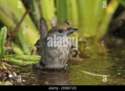 Blackcap (Sylvia atricapilla atricapilla) adult female bathing in pond  Eccles-on-Sea, Norfolk                  May Stock Photo