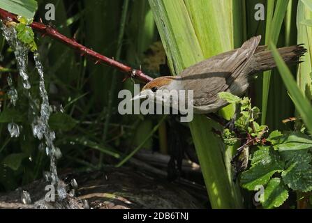 Blackcap (Sylvia atricapilla) adult female perched on bramble stem near running water  Eccles-on-Sea, Norfolk, UK     June Stock Photo