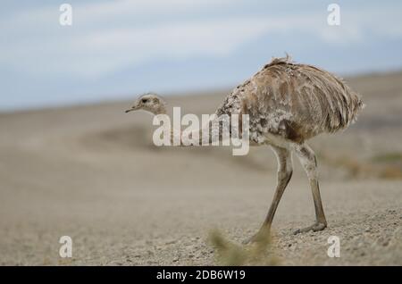 Darwin's rhea Rhea pennata in the Pecket Harbour Reserve. Pecket Harbour Reserve. Magallanes Province. Magallanes and Chilean Antarctic Region. Chile. Stock Photo