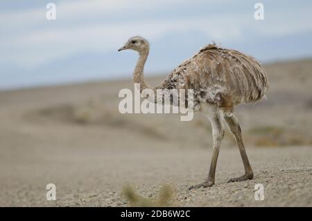 Darwin's rhea Rhea pennata in the Pecket Harbour Reserve. Magallanes Province. Magallanes and Chilean Antarctic Region. Chile. Stock Photo