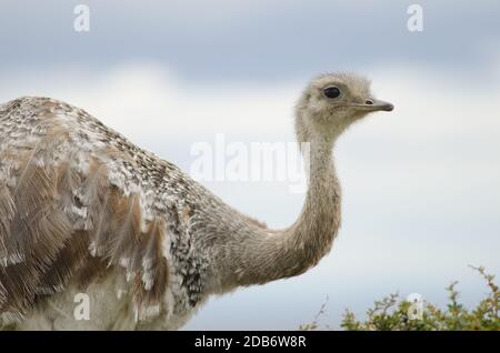 Darwin's rhea Rhea pennata in the Pecket Harbour Reserve. Magallanes Province. Magallanes and Chilean Antarctic Region. Chile. Stock Photo