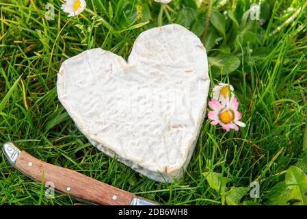 French Neufchatel cheese on the grass Stock Photo