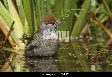 Blackcap (Sylvia atricapilla) adult female bathing in pond  Eccles-on-Sea, Norfolk, UK     May Stock Photo