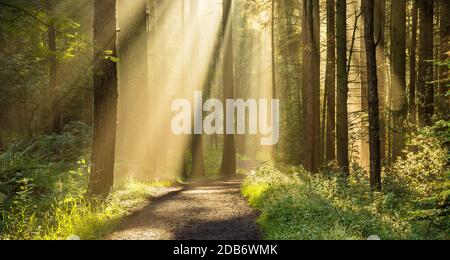 Golden rays of light shining through tree canopies on an Autumn morning with path in a forest. Stock Photo