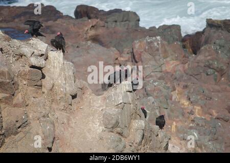 Turkey vultures Cathartes aura on a cliff. Las Cuevas. Arica. Arica y Parinacota Region. Chile. Stock Photo
