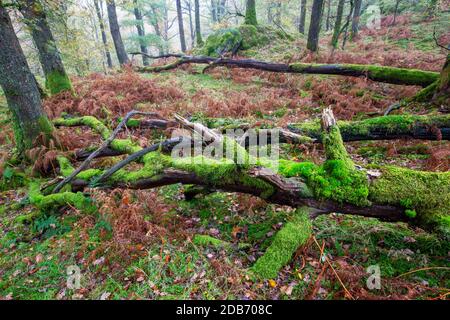 A moss covered fallen tree in Autumn woodland at Colwyth near Ambleside, Lake District, UK. Stock Photo