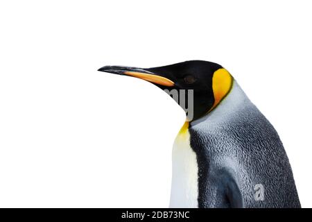 Close up of a King Penguin against white background. Stock Photo