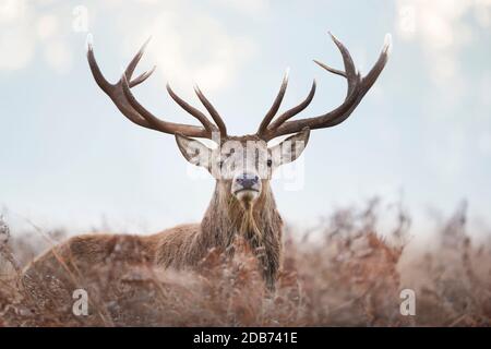 Close-up of a red deer stag standing in the field of ferns during rutting season on a misty autumn morning, UK.