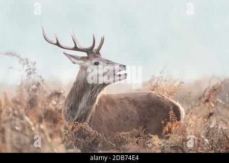 Close-up of a young red deer stag on a misty autumn morning, UK. Stock Photo