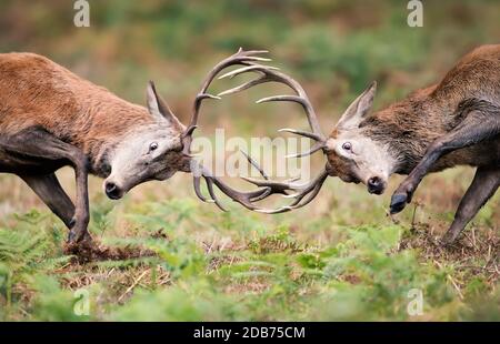Closeup of Red deer stags fighting during rutting season in UK.