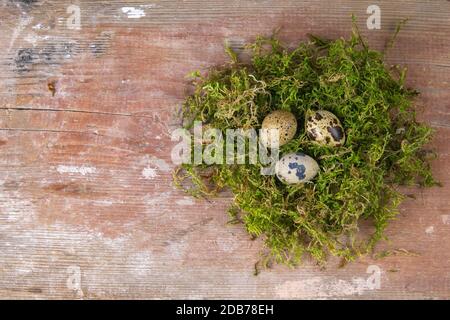 Quail eggs stand in a nest of green moss. Top views with clear space Stock Photo