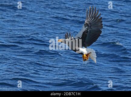 Steller's Sea-eagle (Haliaeetus pelagicus) adult taking fish from sea  Rausu, Hokkaido, Japan           March Stock Photo