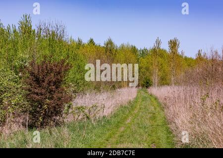 An agricultural path through a young deciduous forest in southern Germany Stock Photo