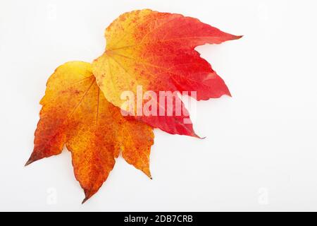 Two Colorful autumn leaves isolated on white background. Vivid red  and yellow maple leaves in fall season. Stock Photo