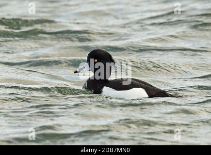 Tufted Duck (Aythya fuligula) adult male swimming in harbour  Choshi, Chiba Prefecture, Japan             February Stock Photo