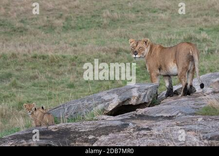 Lioness with cubs, Maasai Mara National Reserve, Kenya Stock Photo - Alamy