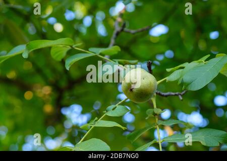 Green walnut at a tree branch with blurred bokeh Stock Photo