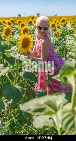 Woman in sunflowers in a red plaid dress with sunglasses, a beautiful blonde in the heat of summer the sun is shining. Stock Photo