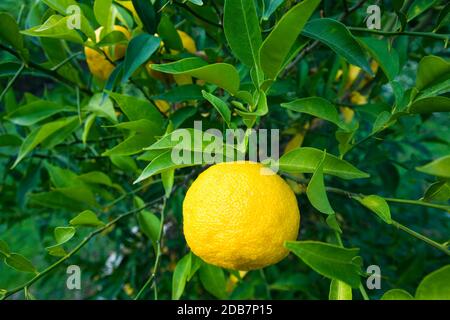 Yellow ripe yuzu fruit close-up on the tree Stock Photo