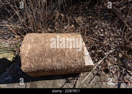 Close-up of a fragment of a hardwood, eaten by insects like hieroglyphs Stock Photo