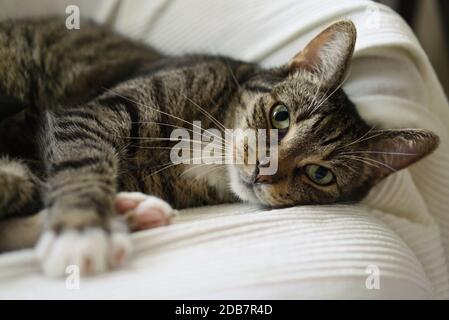 Pretty domestic tabby cat lying in the armchair and looking at camera Stock Photo