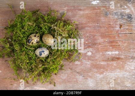Quail eggs stand in a nest of green moss. Top views with clear space Stock Photo